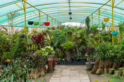 Plantes d'intérieur dans la serre