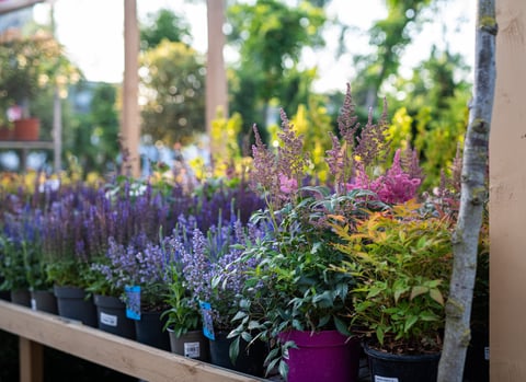 Rows of blooming flowers