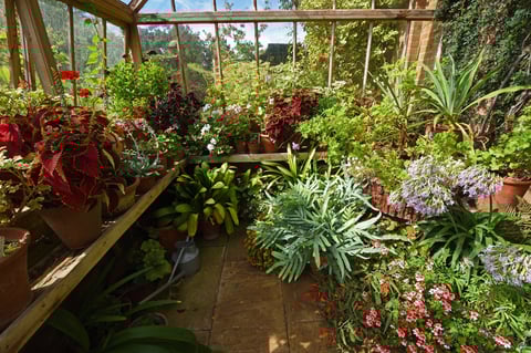Serre pleine de plantes en pots