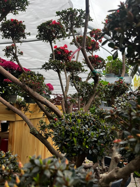 Arbre fleuri en pot avec de fleurs roses vives dans une serre, entouré de verdure et autres plantes