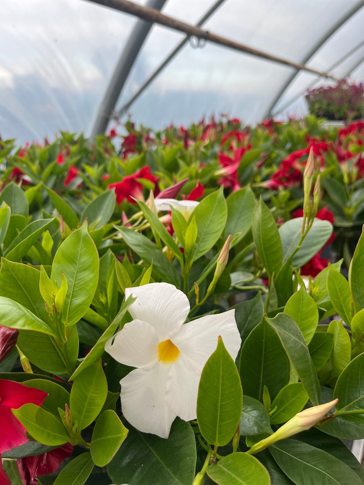 Plante à fleurs blanches avec centre jaune dans une serre entourée de fleurs rouges et feuillage vert