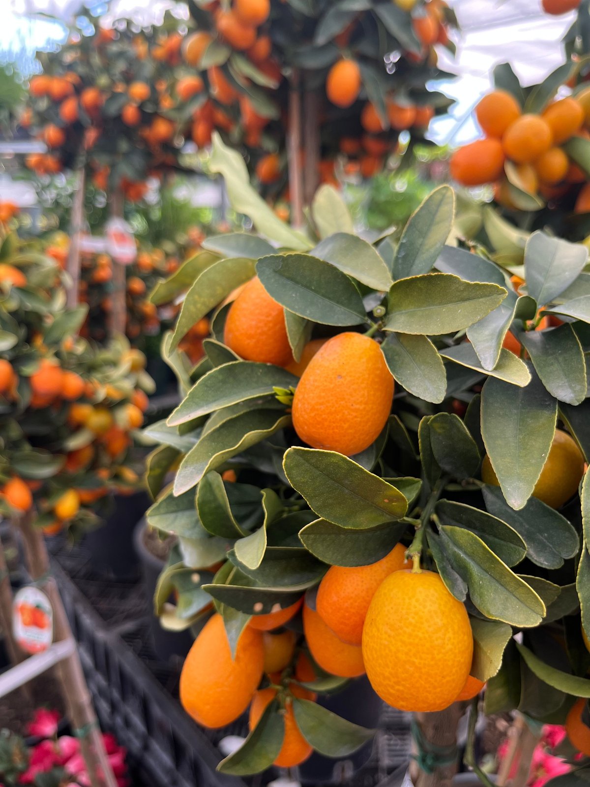 Gros plan de fruits d'agrumes mûrs suspendus aux branches avec feuilles vertes dans une serre