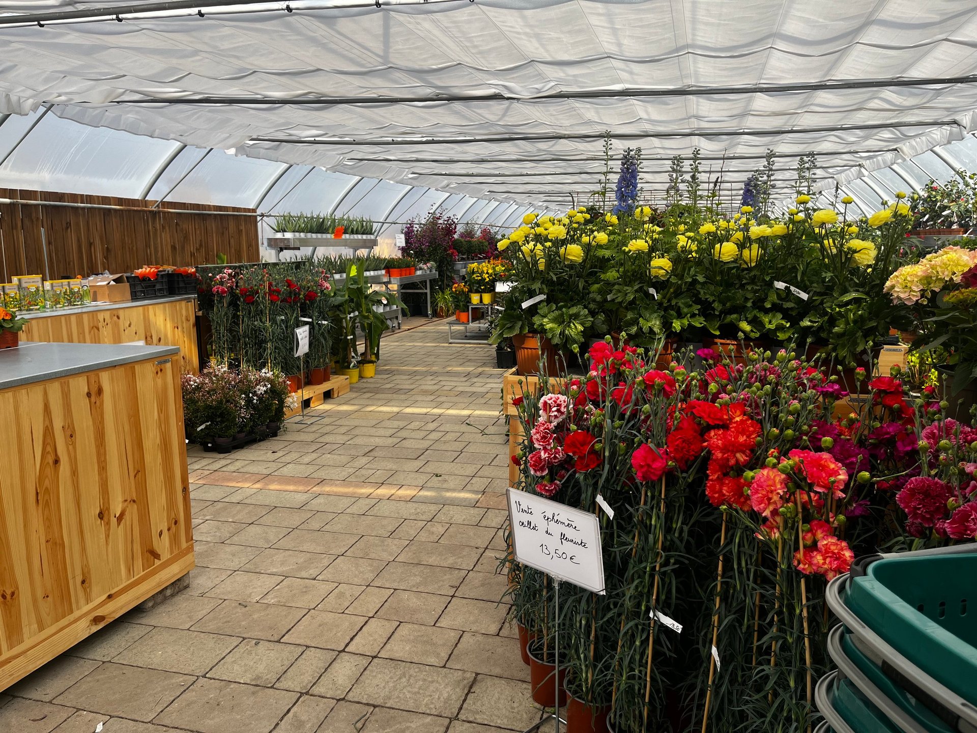 Intérieur d'une serre avec plantes fleuries colorées exposées sur des présentoirs en bois le long d'un sentier pavé