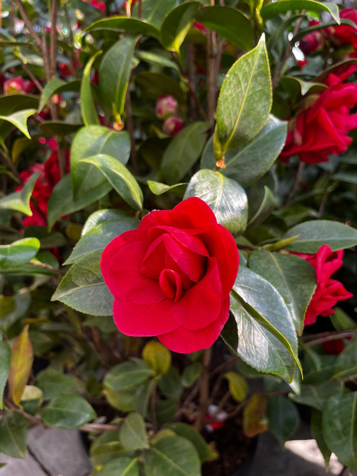 Fleur de camélia rouge vif en pleine bloom entourée de feuilles vertes brillantes dans un jardin
