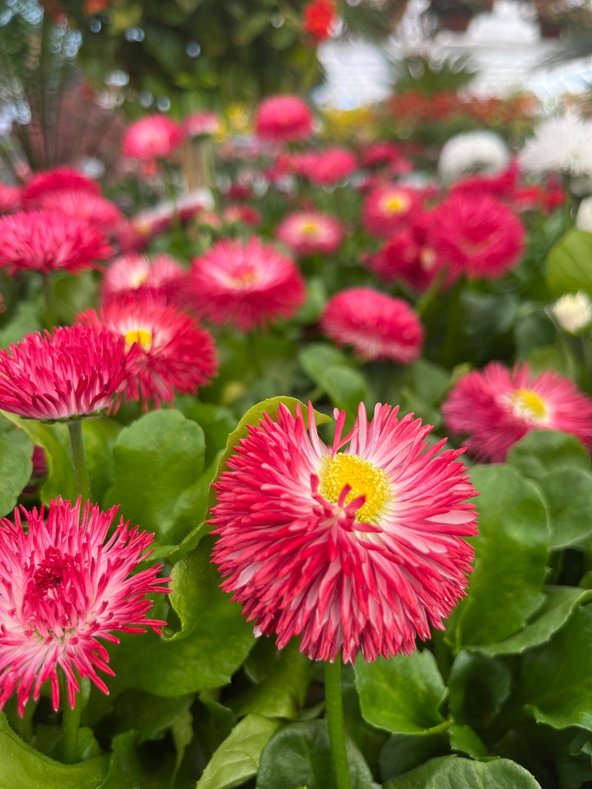 Gros plan de marguerites gerbera roses et rouges vibrantes avec centres jaunes dans un jardin luxuriant