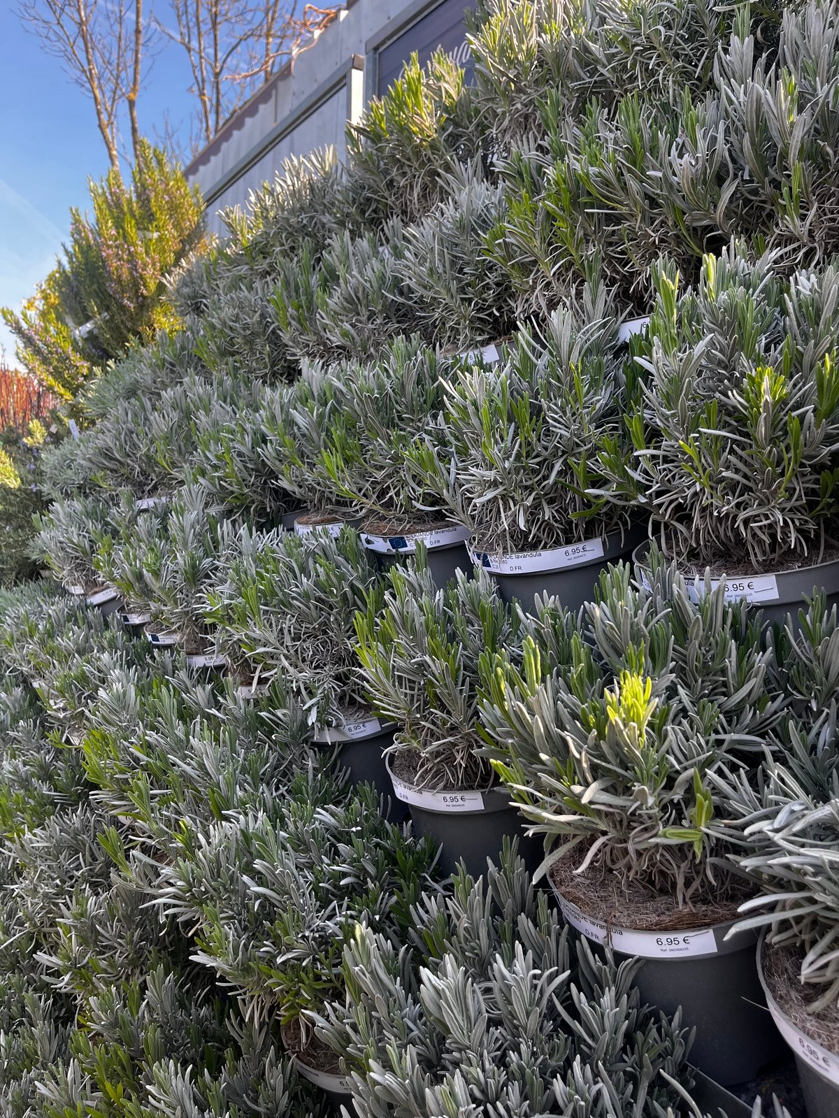 Rangées d'arbustes vert-argenté en pots avec étiquettes dans une pépinière ensoleillée