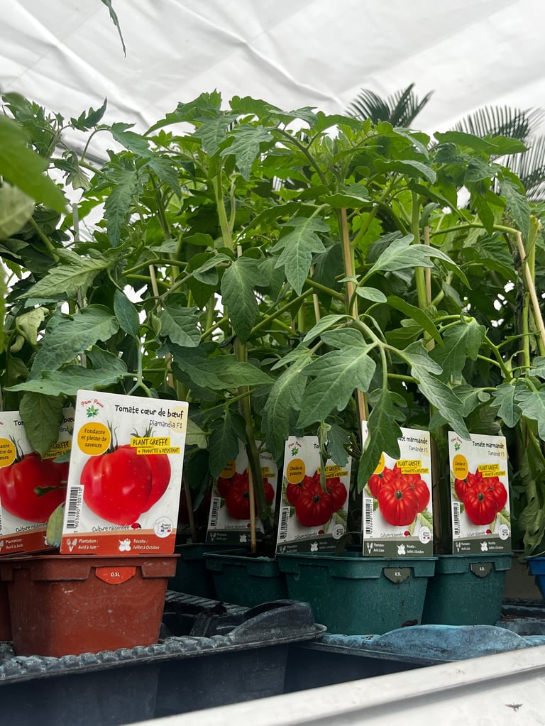 Tomato seedlings in pots with seed packet labels showing red tomatoes, displayed in a garden center or nursery under white covering
