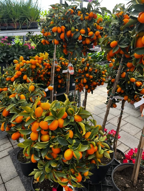 Orangers en pot chargés d'oranges vives à différents stades de maturité, exposés dans une jardinerie avec fleurs roses visibles en arrière-plan