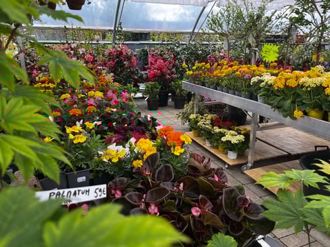 Intérieur d'une serre lumineuse avec rangées de plantes fleuries colorées incluant des blooms rouge, jaune et orange arrangées sur des bancs et tables en bois