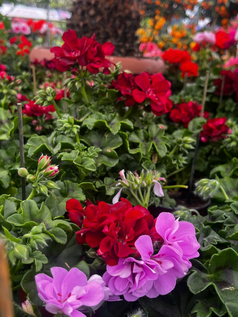 Close-up of vibrant red and pink geranium flowers in full bloom with green foliage in a garden setting