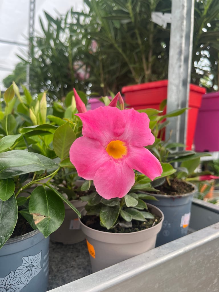 Bright pink flower with yellow center blooming in a potted plant on a greenhouse windowsill surrounded by green foliage