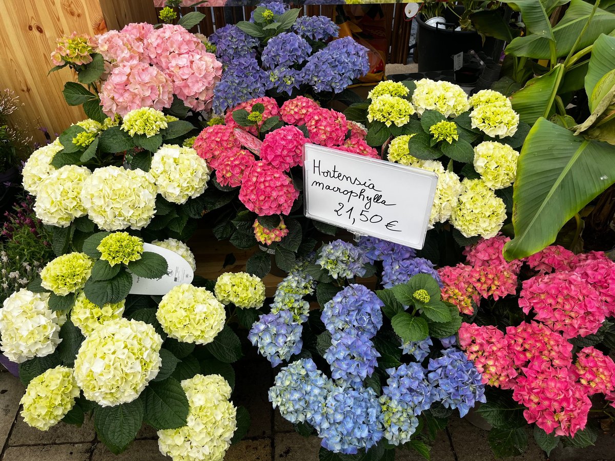 Fleurs d'hortensia colorées en jaune, rose, bleu et violet arrangées pour la vente avec panneau de prix
