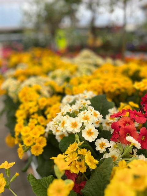 Écran de jardin coloré avec des fleurs de primevère jaune, blanc et rouge fleurissant dans des contenants