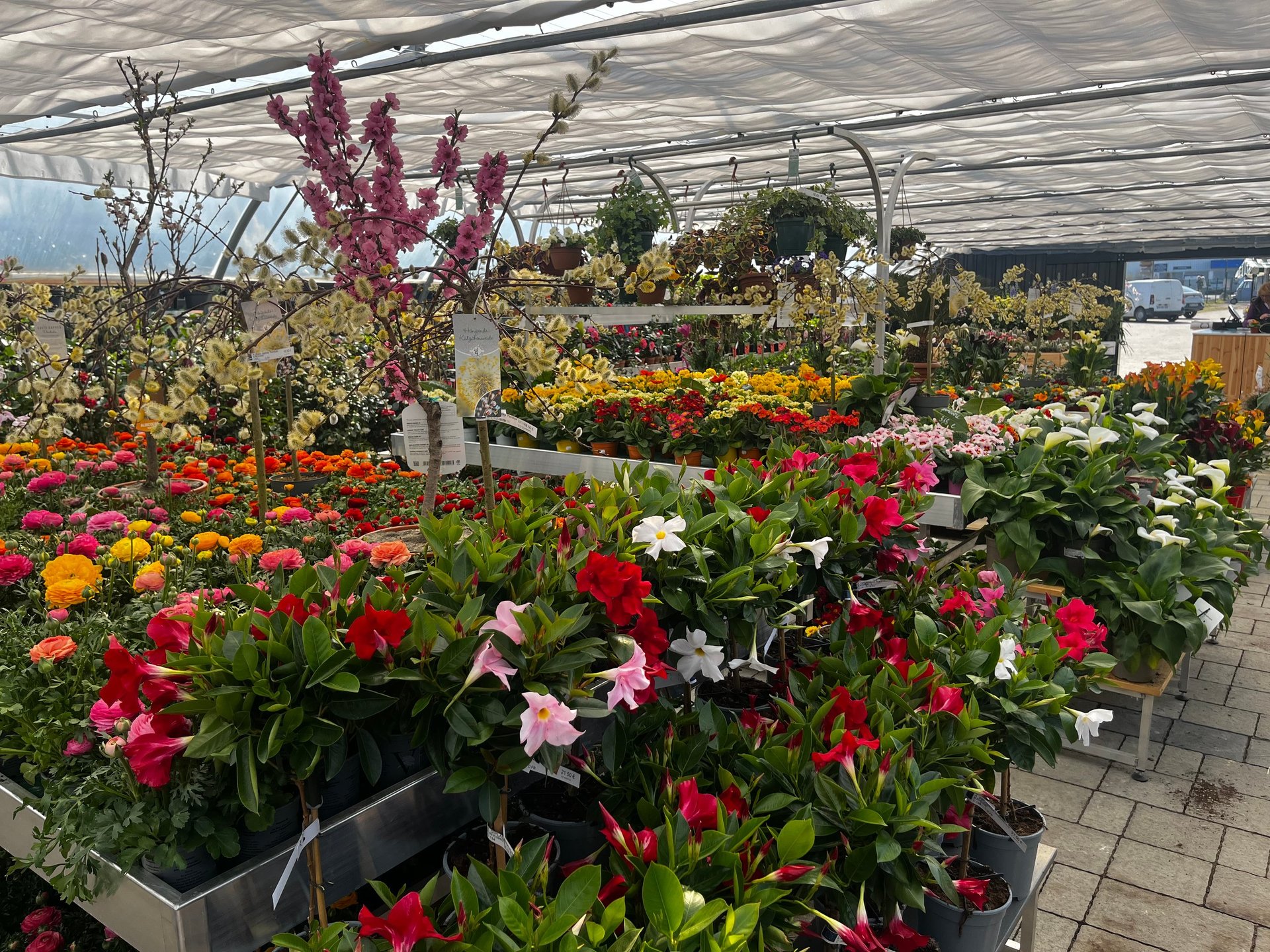 Plantes à fleurs colorées dans des contenants dans une serre avec des fleurs rouges, roses et blanches exposées sous une structure de toile d'ombrage blanche