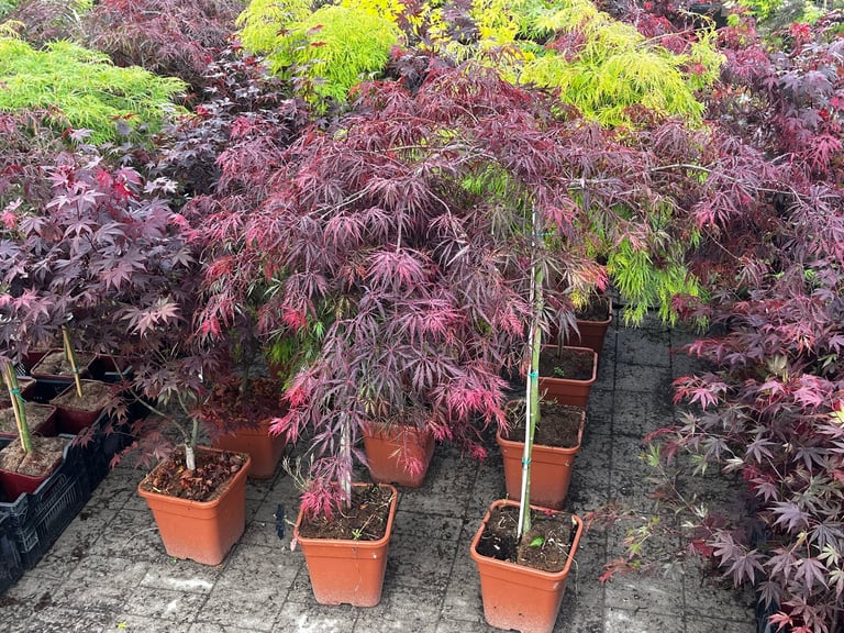 Collection of Japanese maple trees with deep purple and green foliage in terracotta pots displayed at a nursery