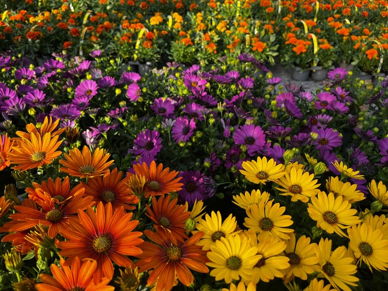 Vibrant flower garden with rows of colorful daisies in orange, yellow, purple, and pink blooms with green foliage